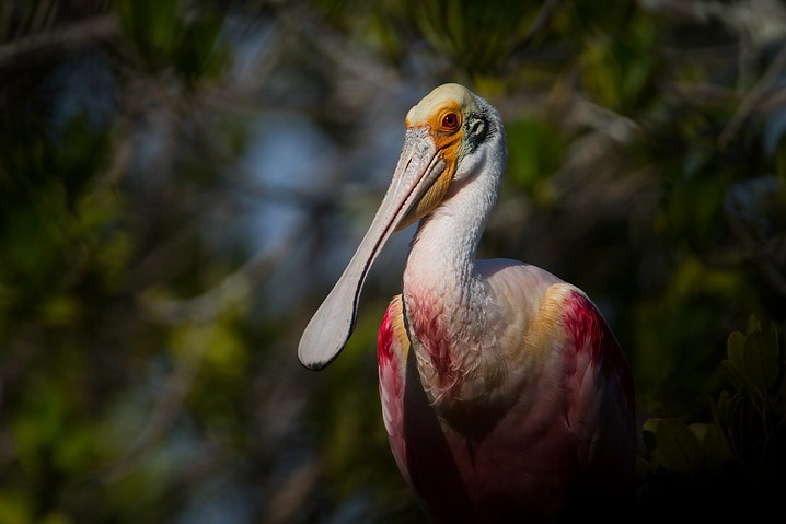 Rosalffler Ajaia ajaja Roseate Spoonbill