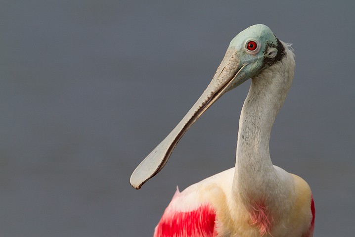 Rosalffler Ajaia ajaja Roseate Spoonbill