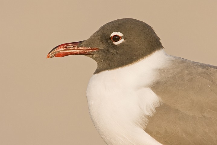 Aztekenmwe Larus atricilla Laughing Gull