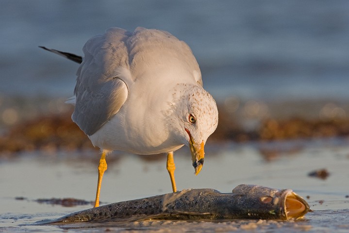 Ringschnabelmwe Larus delawarensis Ring-billed Gull 