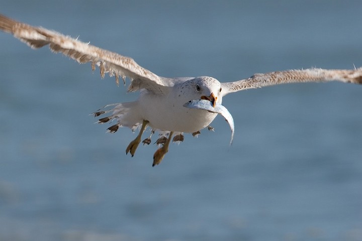 Ringschnabelmwe Larus delawarensis Ring-billed Gull 