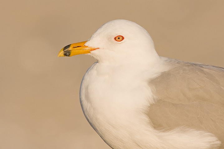Ringschnabelmwe Larus delawarensis Ring-billed Gull