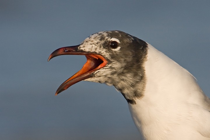 Aztekenmwe Larus atricilla Laughing Gull