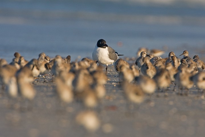 Weibrzel-Strandlufer Calidris fuscicollis White-rumped Sandpiper Aztekenmwe Larus atricilla Laughing Gull