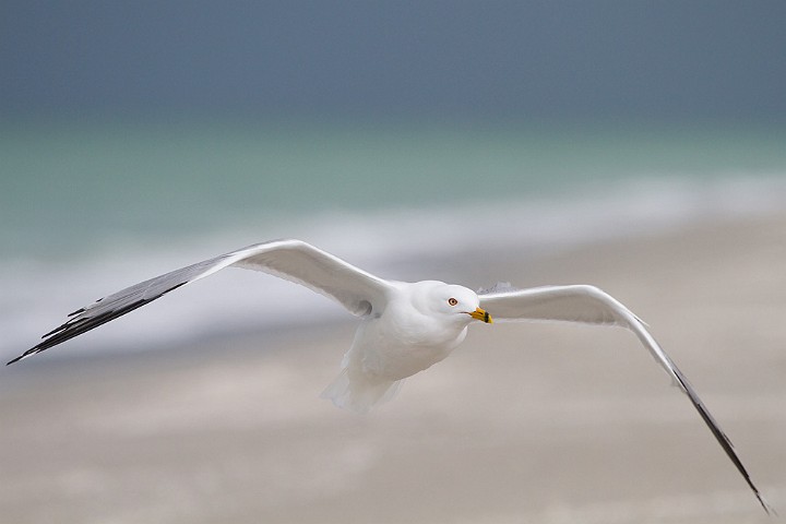 Ringschnabelmwe Larus delawarensis Ring-billed Gull 