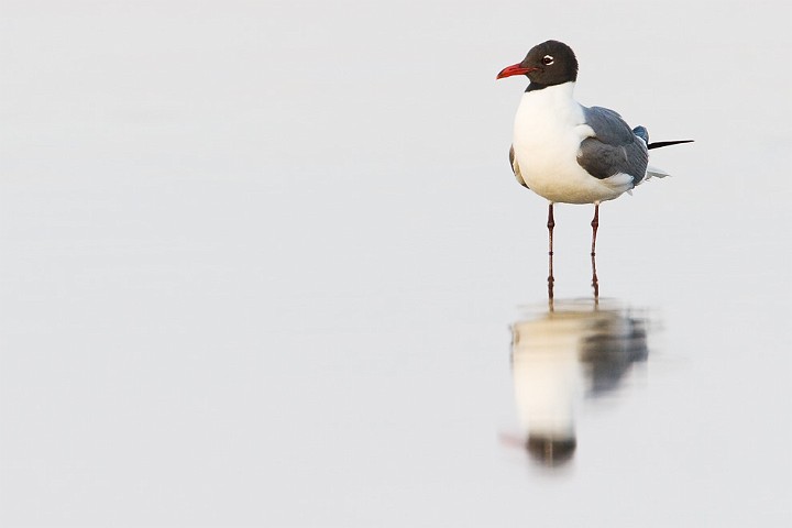 Aztekenmwe Larus atricilla Laughing Gull