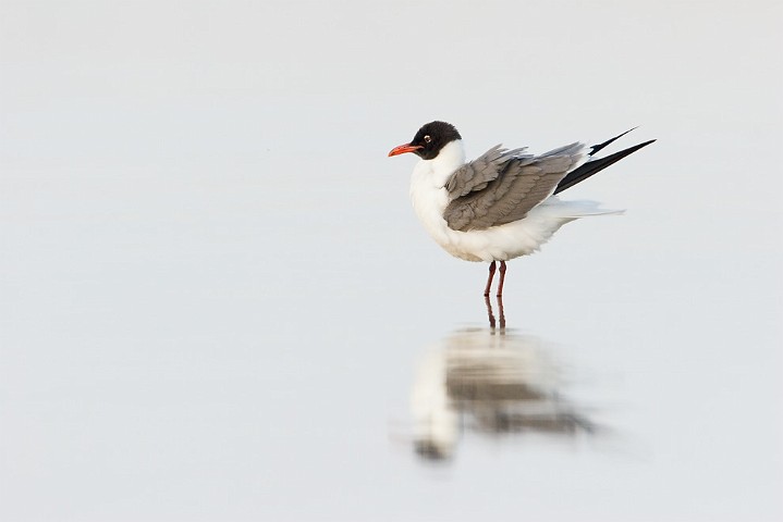 Aztekenmwe Larus atricilla Laughing Gull