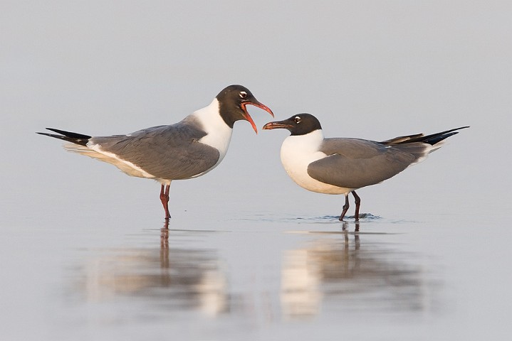 Aztekenmwe Larus atricilla Laughing Gull