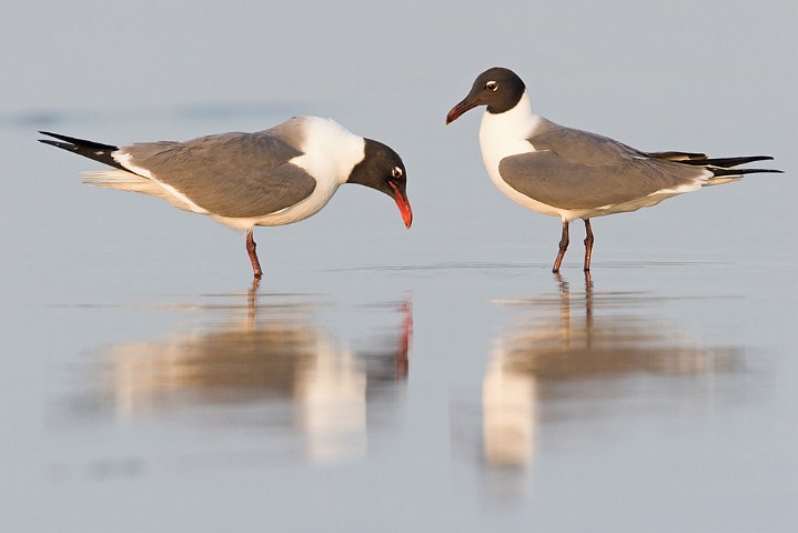 Aztekenmwe Larus atricilla Laughing Gull