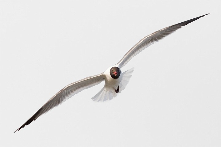 Aztekenmwe Larus atricilla Laughing Gull