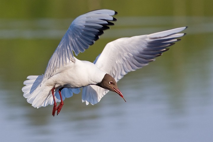 Lachmwe Larus ridibundus Black-headed Gull 