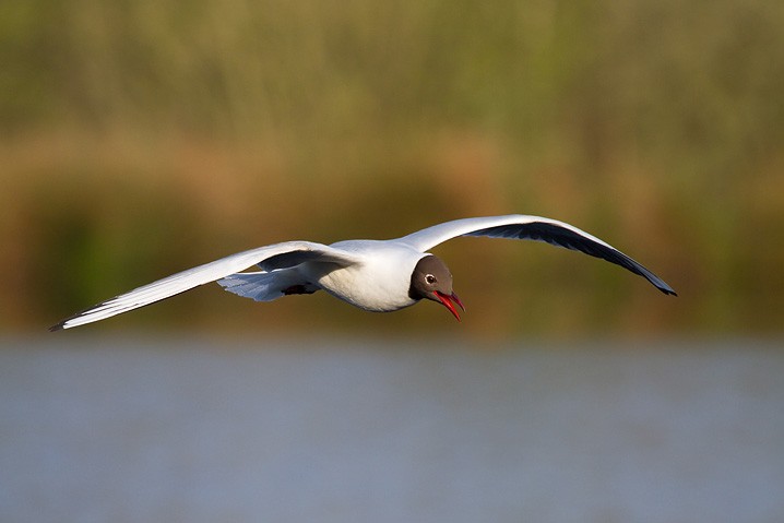 Lachmwe Larus ridibundus Black-headed Gull