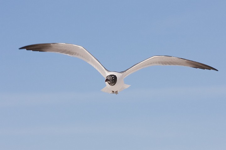 Aztekenmwe Larus atricilla Laughing Gull