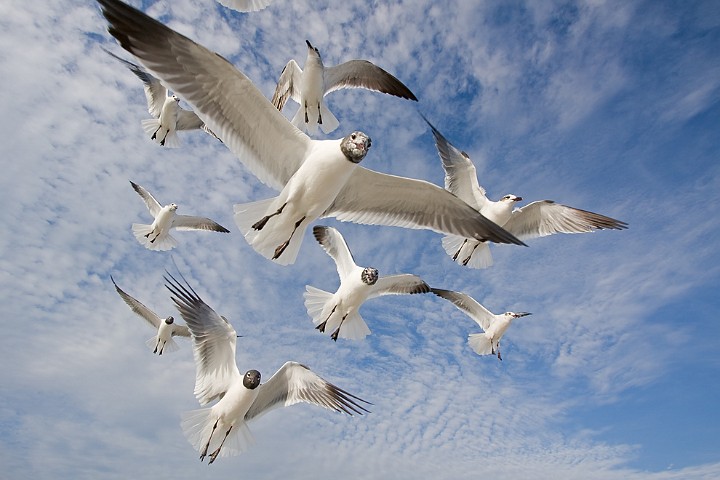 Aztekenmwe Larus atricilla Laughing Gull