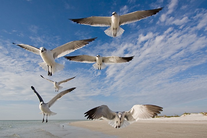 Aztekenmwe Larus atricilla Laughing Gull