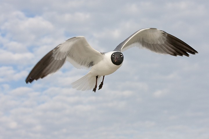 Aztekenmwe Larus atricilla Laughing Gull