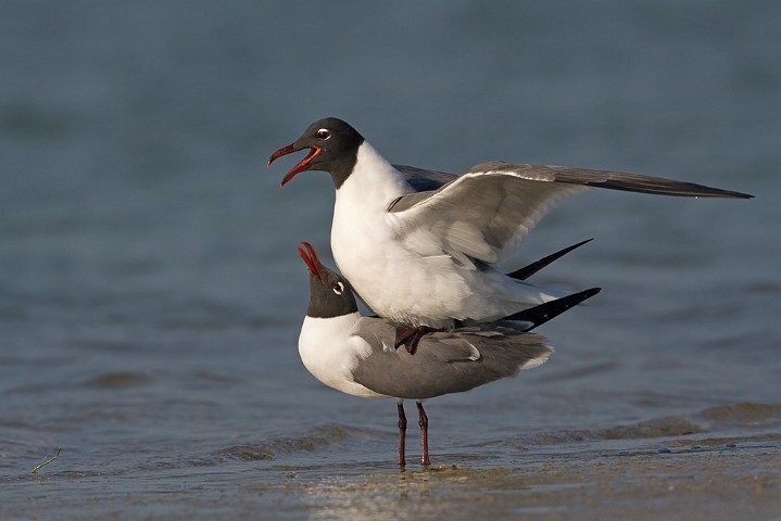 Aztekenmwe Larus atricilla Laughing Gull