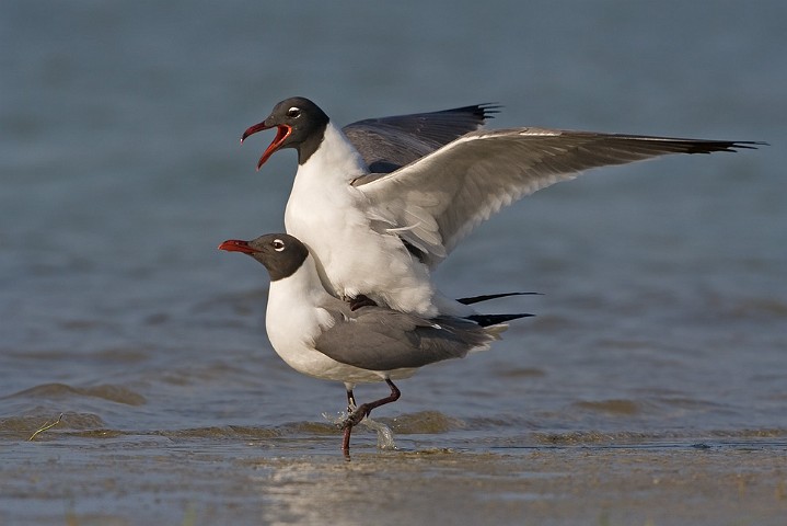 Aztekenmwe Larus atricilla Laughing Gull