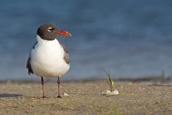 Aztekenmwe Larus atricilla Laughing Gull