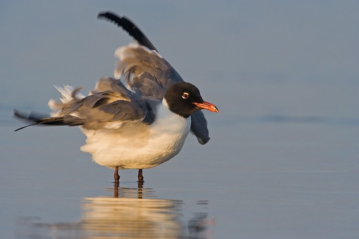 Aztekenmwe Larus atricilla Laughing Gull