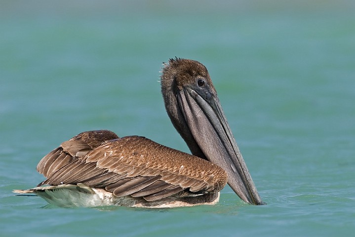 Brauner Pelikan Pelecanus occidentalis Brown Pelican