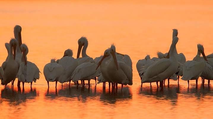 Weisser Pelikan Pelecanus erythrorhynchos  American White Pelican