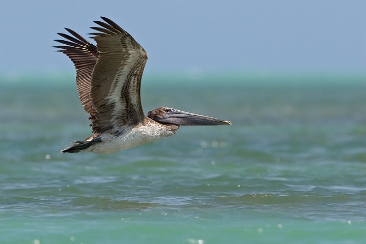 Brauner Pelikan Pelecanus occidentalis Brown Pelican