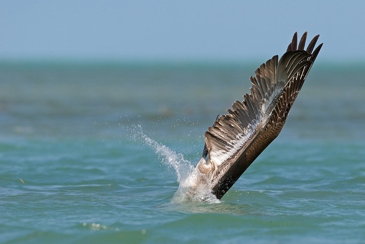 Brauner Pelikan Pelecanus occidentalis Brown Pelican