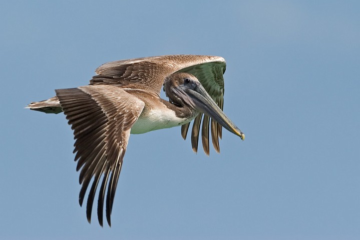 Brauner Pelikan Pelecanus occidentalis Brown Pelican