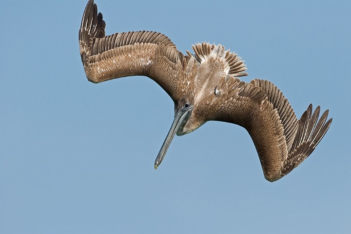 Brauner Pelikan Pelecanus occidentalis Brown Pelican