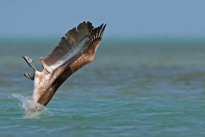 Brauner Pelikan Pelecanus occidentalis Brown Pelican