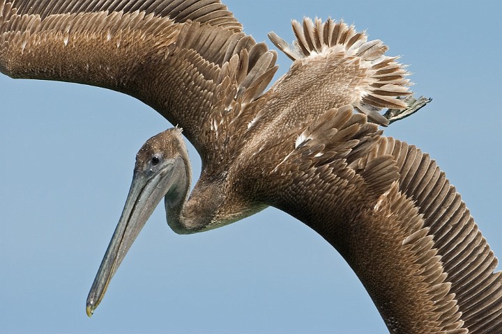 Brauner Pelikan Pelecanus occidentalis Brown Pelican