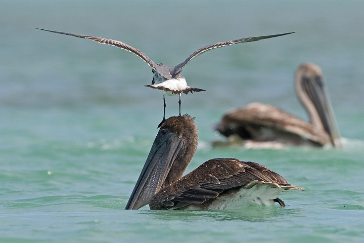 Brauner Pelikan Pelecanus occidentalis Brown Pelican