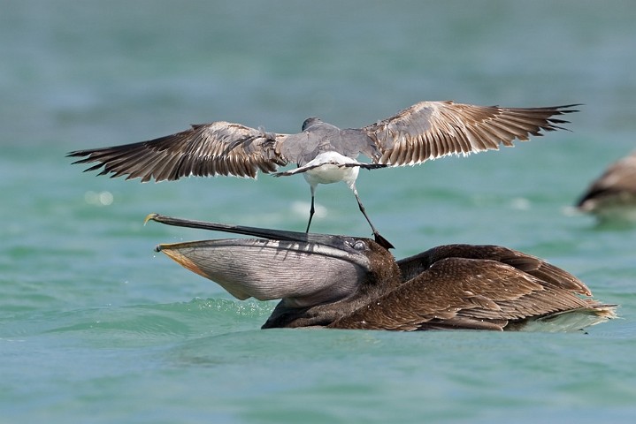 Brauner Pelikan Pelecanus occidentalis Brown Pelican