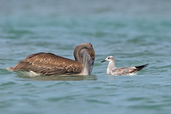 Brauner Pelikan Pelecanus occidentalis Brown Pelican