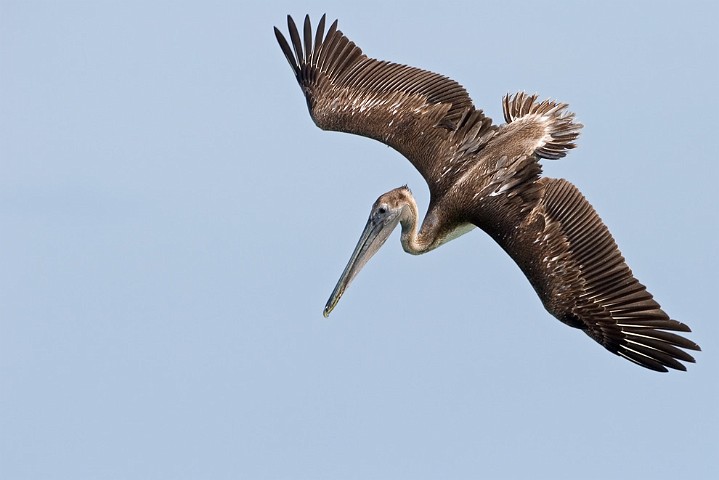 Brauner Pelikan Pelecanus occidentalis Brown Pelican