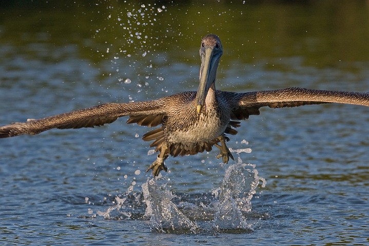 Brauner Pelikan Pelecanus occidentalis Brown Pelican