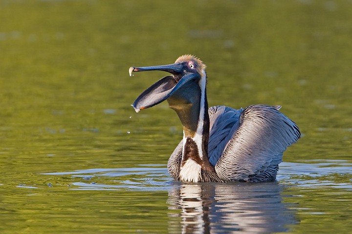 Brauner Pelikan Pelecanus occidentalis Brown Pelican