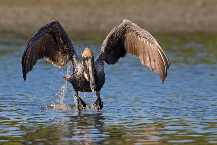 Brauner Pelikan Pelecanus occidentalis Brown Pelican