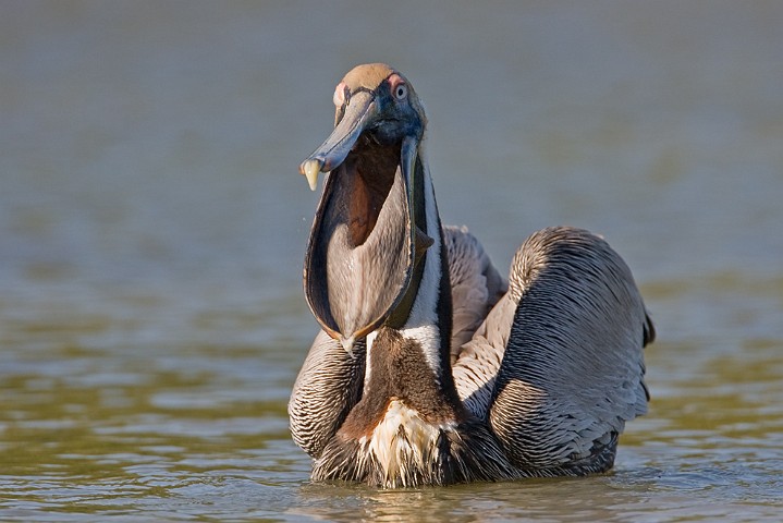 Brauner Pelikan Pelecanus occidentalis Brown Pelican