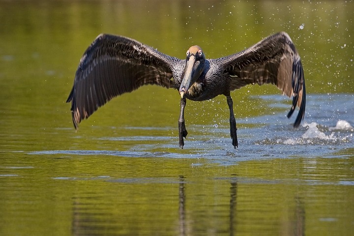 Brauner Pelikan Pelecanus occidentalis Brown Pelican