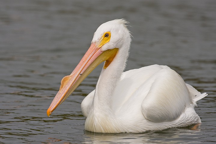 Weisser Pelikan Pelecanus erythrorhynchos  American White Pelican
