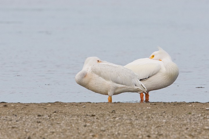 Weisser Pelikan Pelecanus erythrorhynchos  American White Pelican