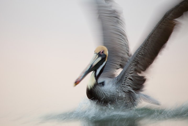 Brauner Pelikan Pelecanus occidentalis Brown Pelican