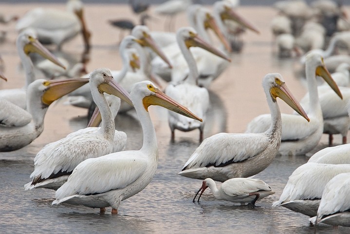 Weisser Pelikan Pelecanus erythrorhynchos  American White Pelican