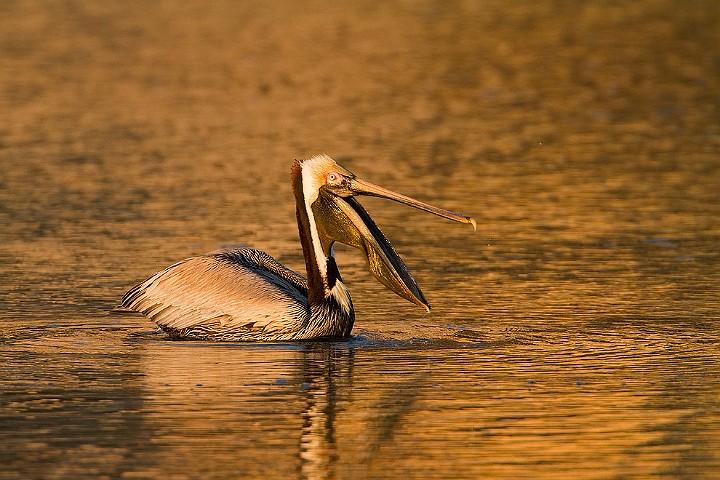 Schneesichler Eudocimus albus White IbisBrauner Pelikan Pelecanus occidentalis Brown Pelican