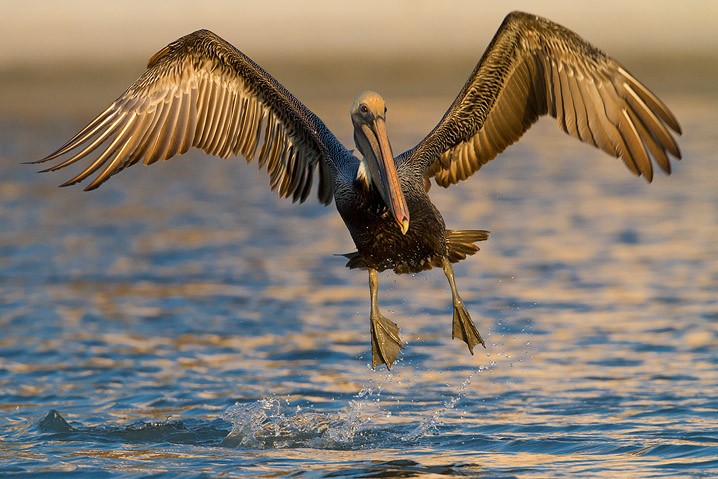 Brauner Pelikan Pelecanus occidentalis Brown Pelican