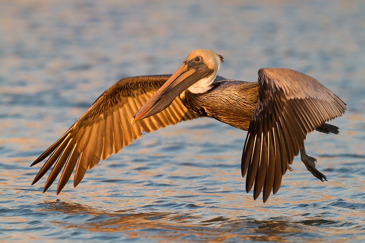 Brauner Pelikan Pelecanus occidentalis Brown Pelican