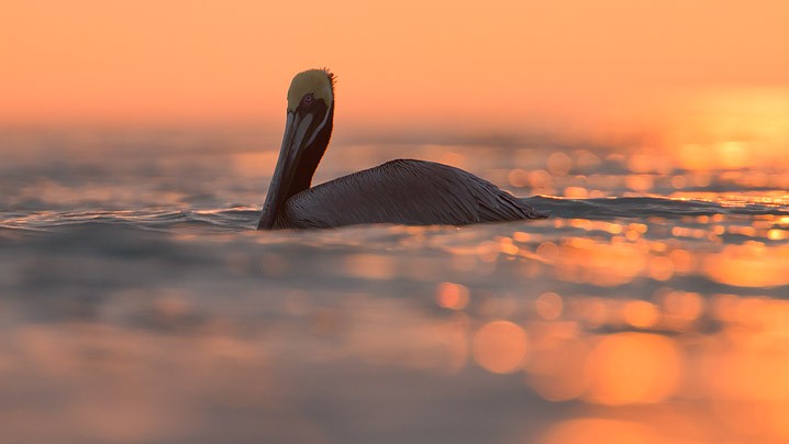 Brauner Pelikan Pelecanus occidentalis Brown Pelican