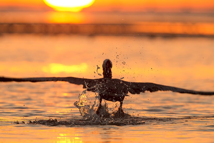 Sonnenuntergang Brauner Pelikan Pelecanus occidentalis Brown Pelican